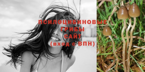 прущие грибы Армянск